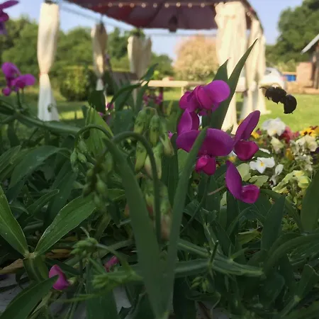 Bed & Breakfast Joy's Vegan Kitchen D'hote Souleuvre-en-Bocage